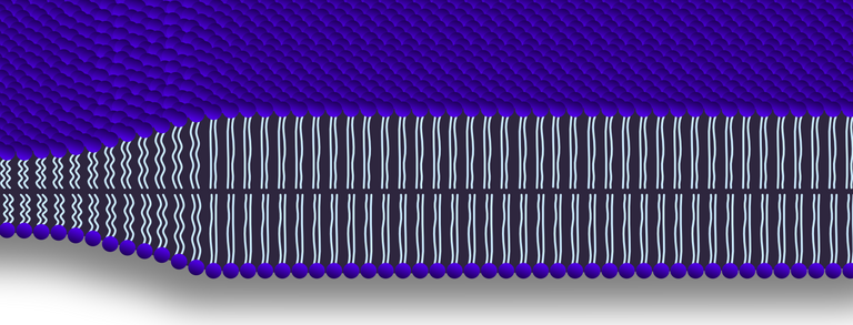 POEM banner showing a lipid bilayer