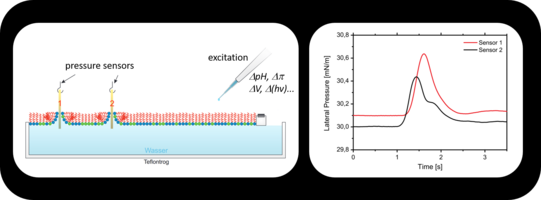 Pressure pulses in lipid monolayers