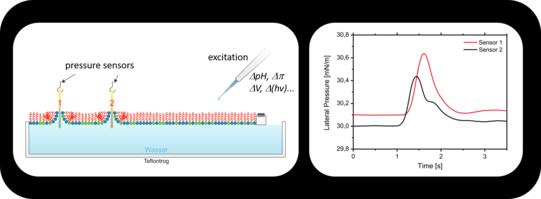 Pressure pulses in lipid monolayers