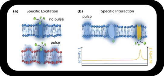 Sketch of Enzyme Specificity