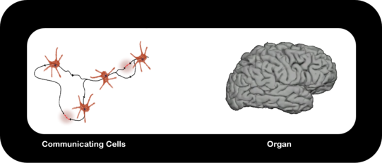 Sketch of a multicellular network and the brain