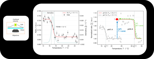 Measurements showing sharp transitions in living cells