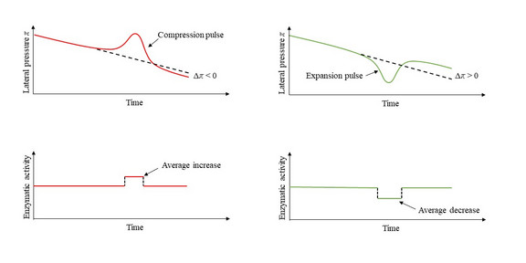Schematische Abbildung der Enzymaktivität während eines Kompressions- und eines Expansionspulses