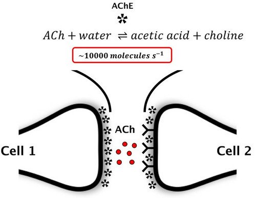 Schematische Darstellung einer cholinergenen Synapse