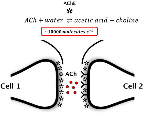 Schematische Darstellung einer cholinergenen Synapse