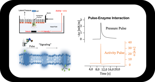 Measurements of Enzyme Activation by Sound