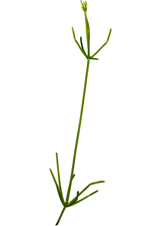 Picture of a Characean Alga