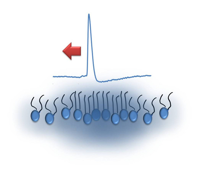 Schematische Darstellung eines akustischen Pulses durch einen Lipid-Monolayer