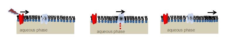 Schematische Darstellung der Puls-Enzym-Wechselwirkung in einem Lipid-Monolayer